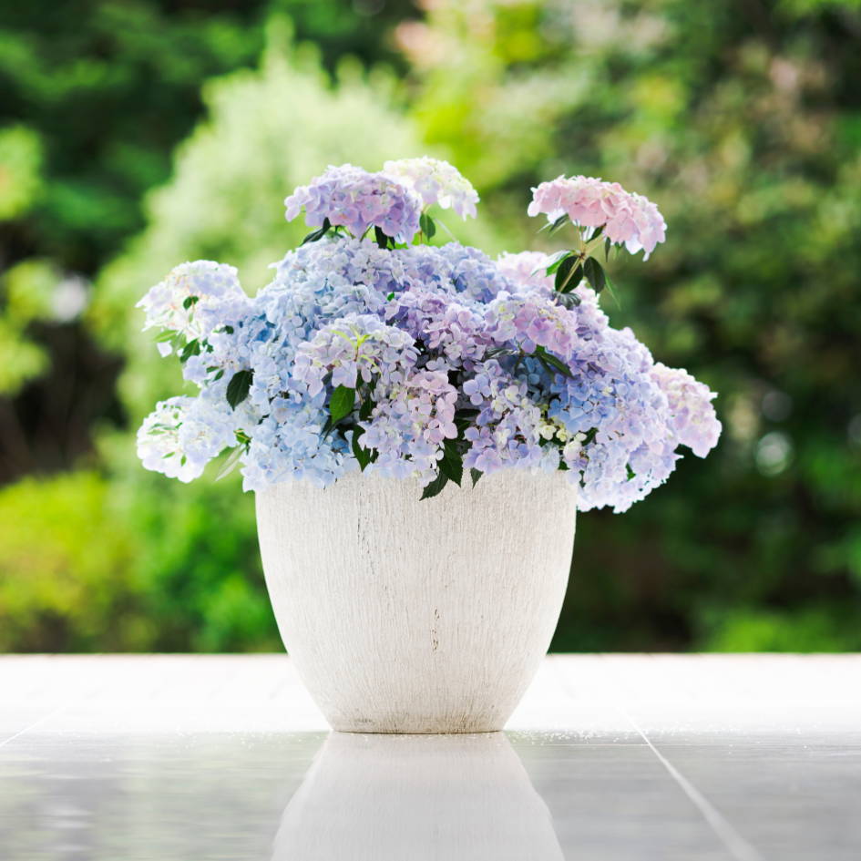 Meet The Newest Cascade Hydrangea: Fairytrail Fresco™